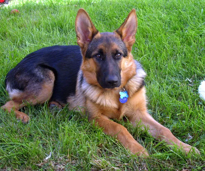 Washington Dog and Cat Hospital 10