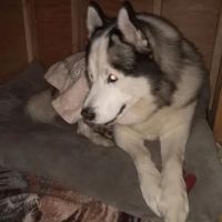 ARK ANIMAL HOSPITAL ico