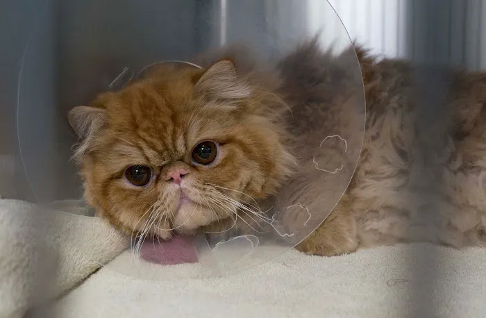 Vermont Animal Hospital 10