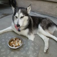 Vermont Animal Hospital ico