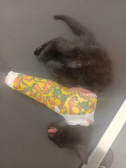 Vermont Animal Hospital 7