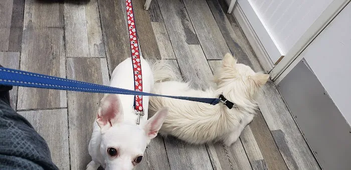 Ladera Pet Clinic 4
