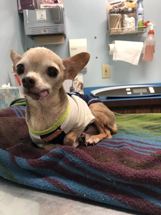 Ladera Pet Clinic 9
