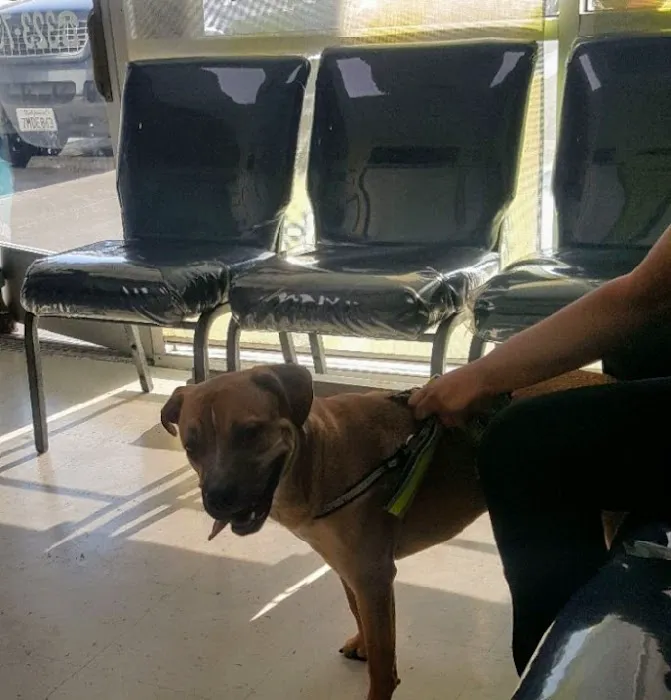 Western Animal Hospital 5
