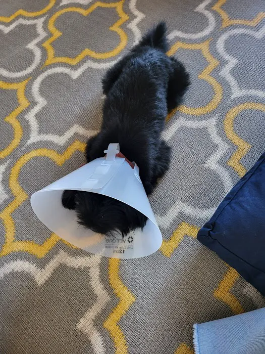 Western Animal Hospital 9