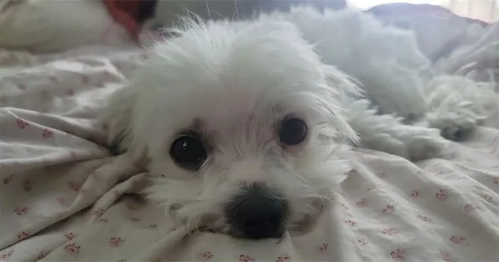L A Central Animal Hospital 3