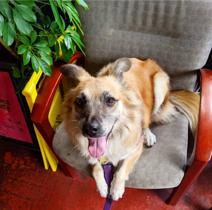 L A Central Animal Hospital 10