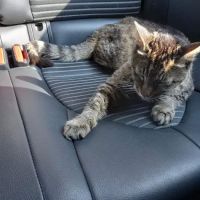 L A Central Animal Hospital ico