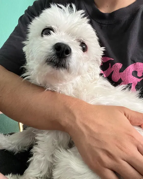 L A Central Animal Hospital 4