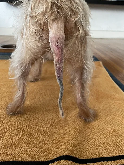 Mohawk Alley Animal Hospital 8