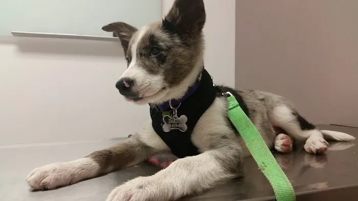 Mohawk Alley Animal Hospital 3