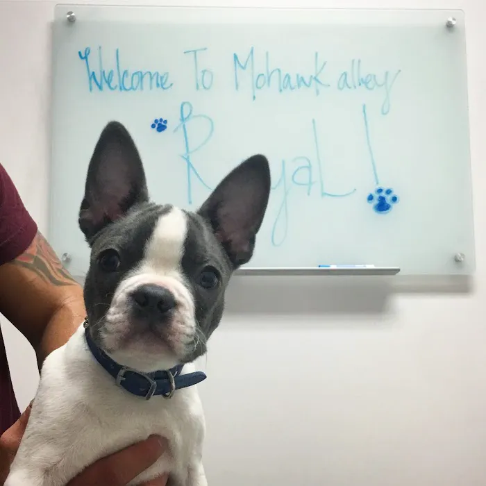 Mohawk Alley Animal Hospital 4