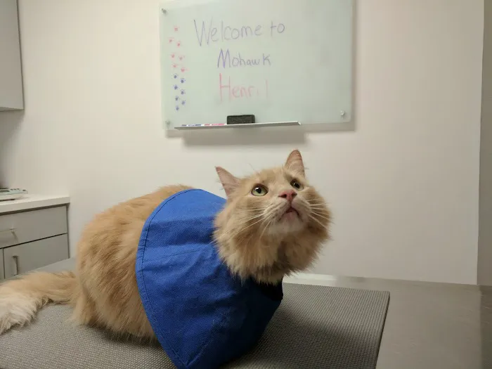 Mohawk Alley Animal Hospital 2