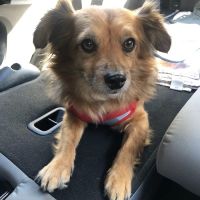 Mohawk Alley Animal Hospital ico