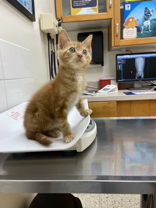 Echo Park Veterinary Hospital 1