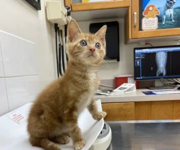 Echo Park Veterinary Hospital