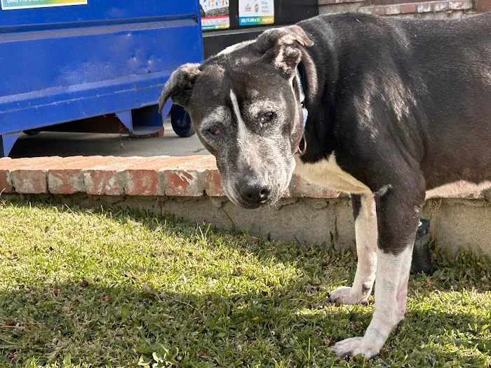 Echo Park Veterinary Hospital 9