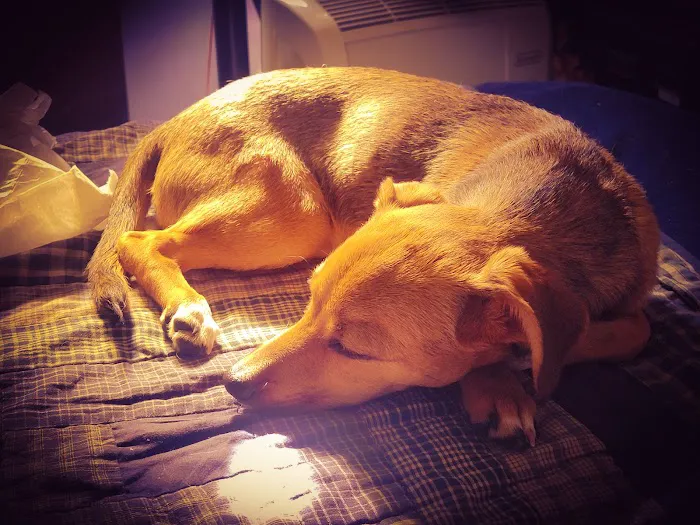 Echo Park Veterinary Hospital 8