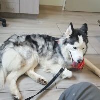 Beverly Virgil Animal Hospital ico