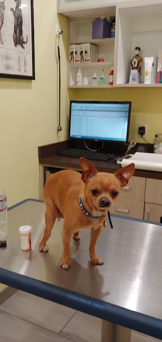 Beverly Virgil Animal Hospital 12