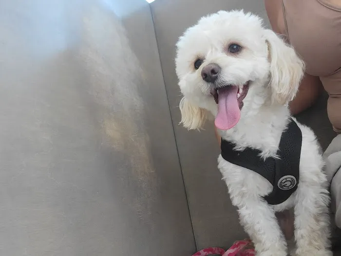 Beverly Virgil Animal Hospital 12