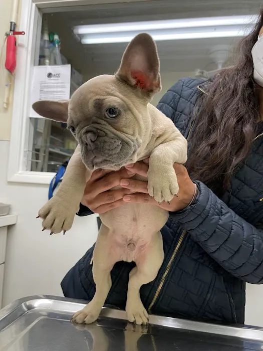 Alhambra Veterinary Hospital 9
