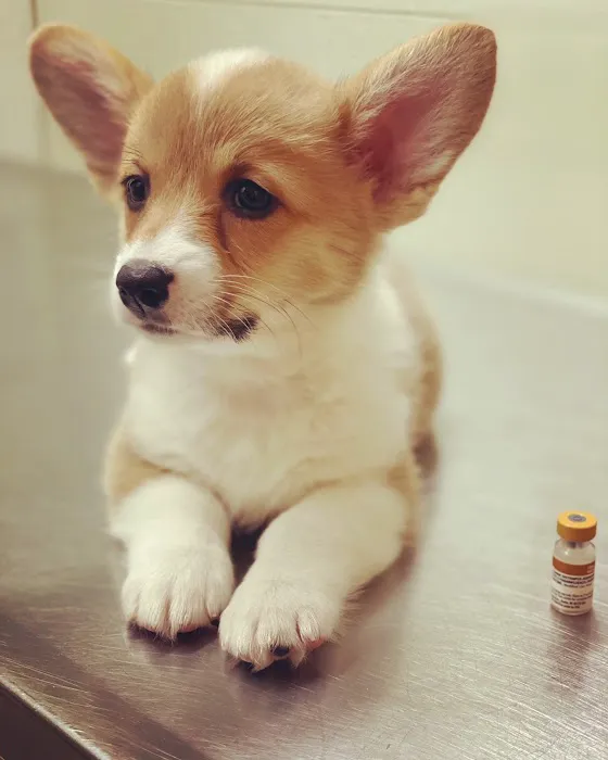 Alhambra Veterinary Hospital 7