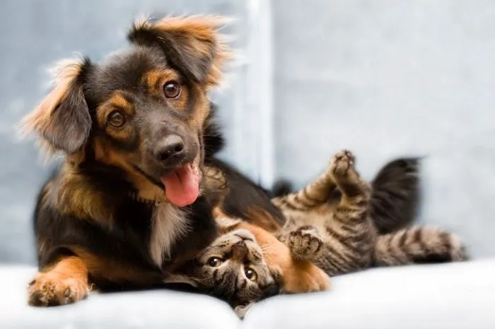 Westchester Veterinary Center and Cat Clinic 1