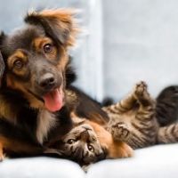 Westchester Veterinary Center and Cat Clinic ico