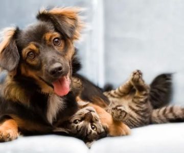 Westchester Veterinary Center and Cat Clinic