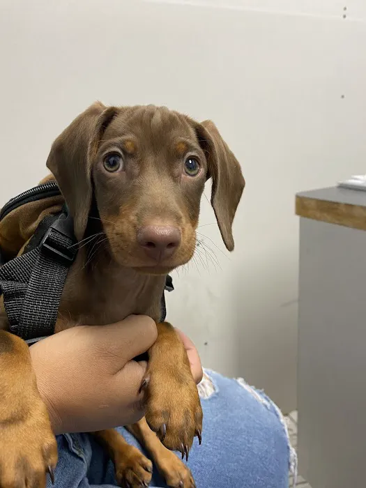 Westchester Veterinary Center and Cat Clinic 6