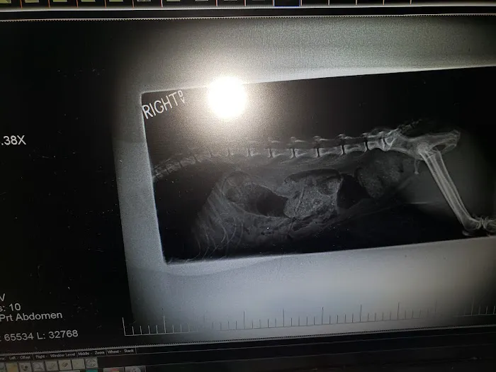 Fox Hills Animal Hospital 2