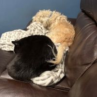 Banfield Pet Hospital ico