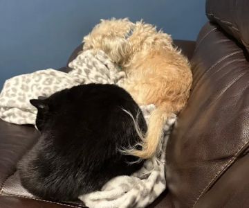 Banfield Pet Hospital