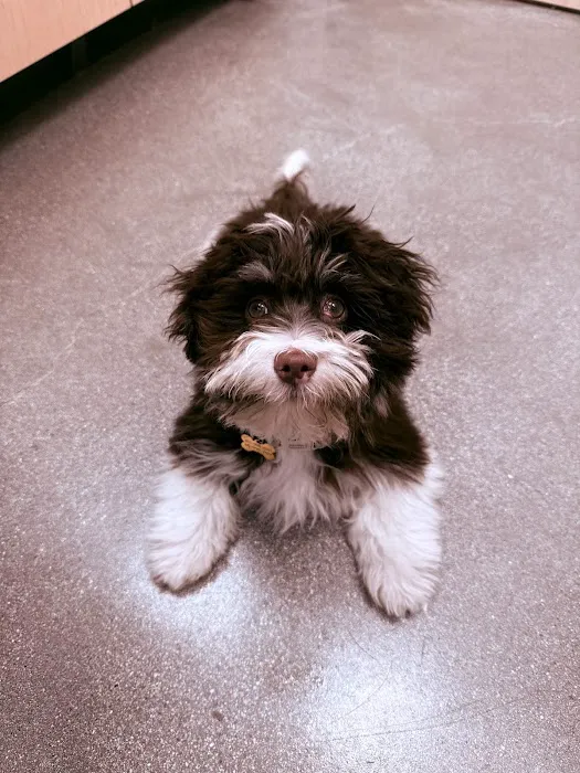 Cumulus Animal Hospital 2