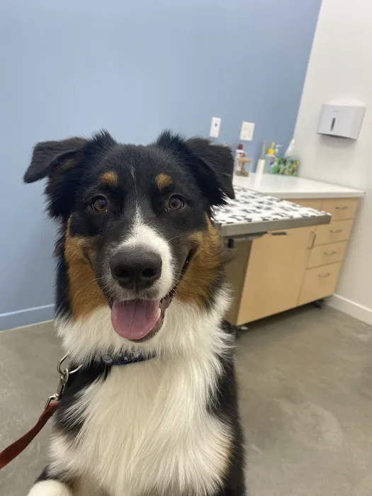 Cumulus Animal Hospital 4