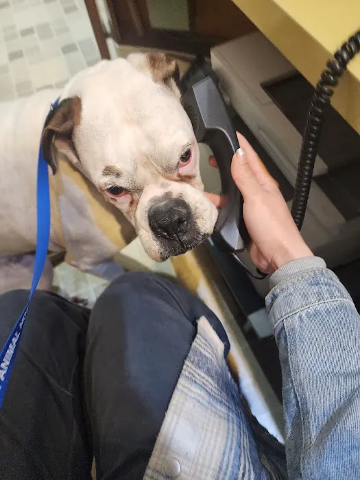 Culver City Animal Hospital 7