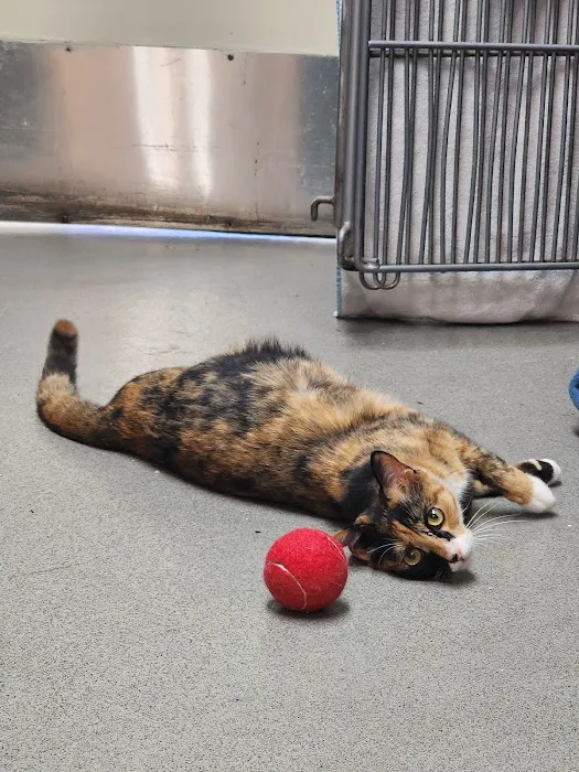 Culver City Animal Hospital 2