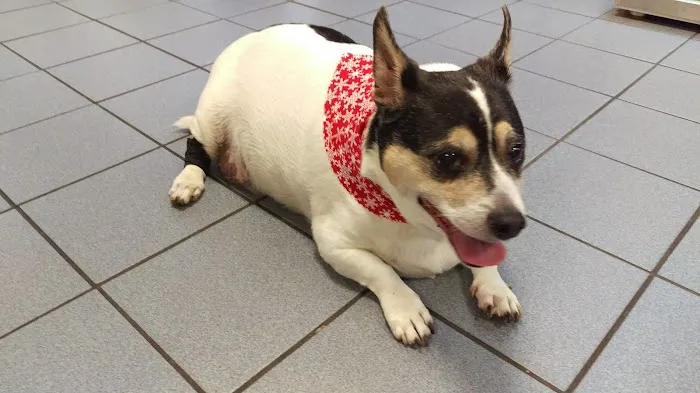 West Main Animal Hospital 10