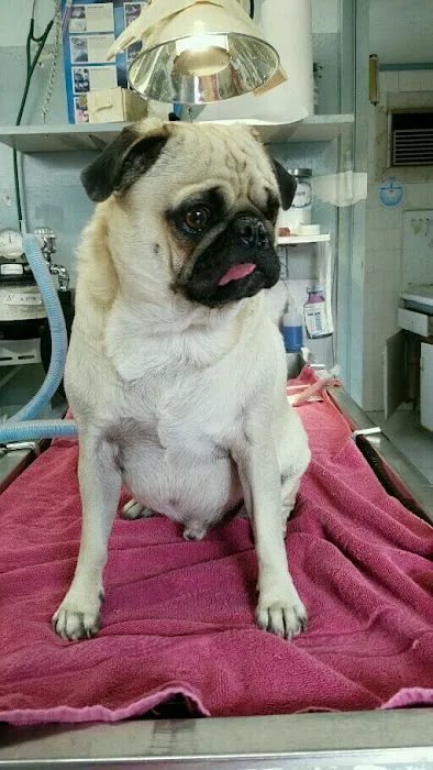 West Covina Pet Hospital 6