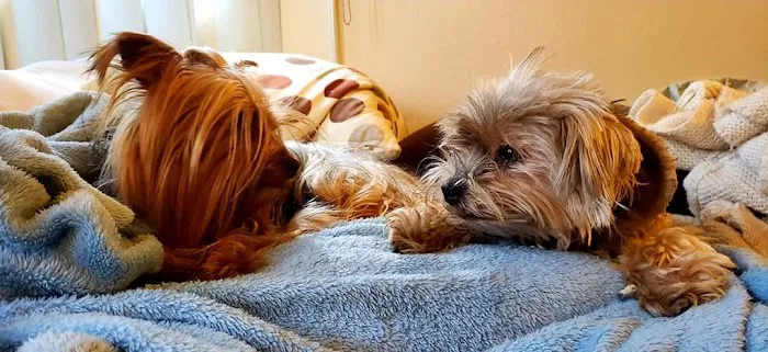 West Covina Pet Hospital 1