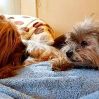 West Covina Pet Hospital ico