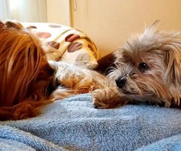 West Covina Pet Hospital
