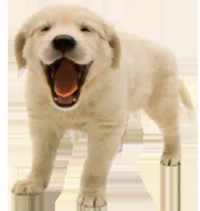 West Covina Pet Hospital 9