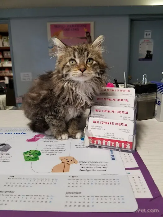 West Covina Pet Hospital 10