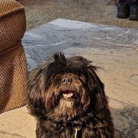 Affordable Animal Hospital Covina ico