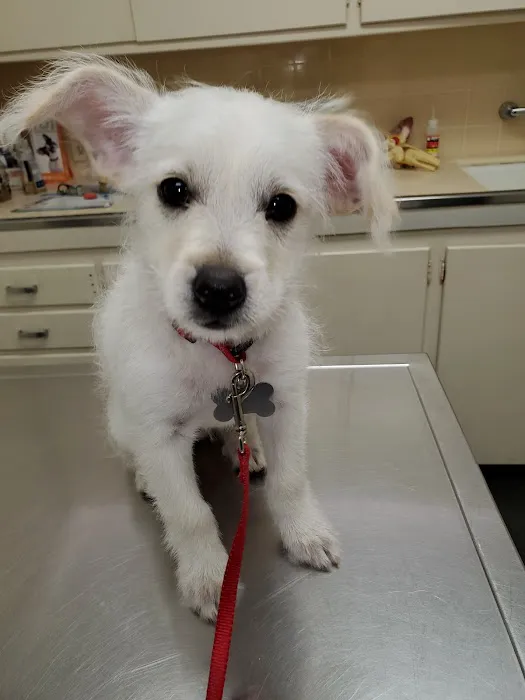 Affordable Animal Hospital Covina 12