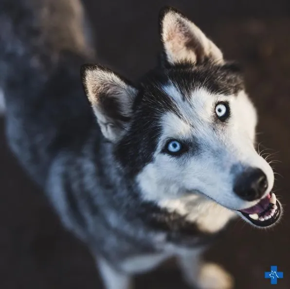 Affordable Animal Hospital Covina 12