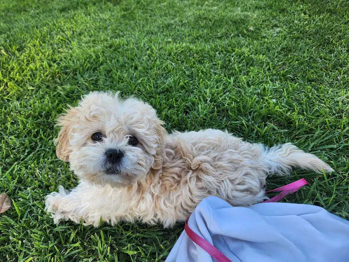 Affordable Animal Hospital Covina 12