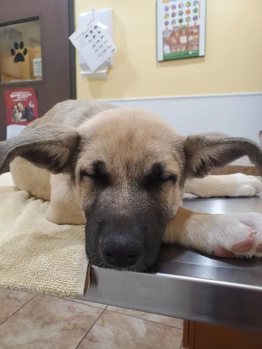 Country Club Animal Hospital 4